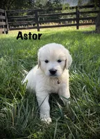 Astor, a male English Cream Golden Retriever for sale in Franklin, KY – 1 of 6