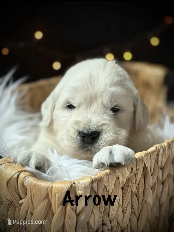 Arrow – English Cream Golden Retriever puppy for sale in Franklin, KY