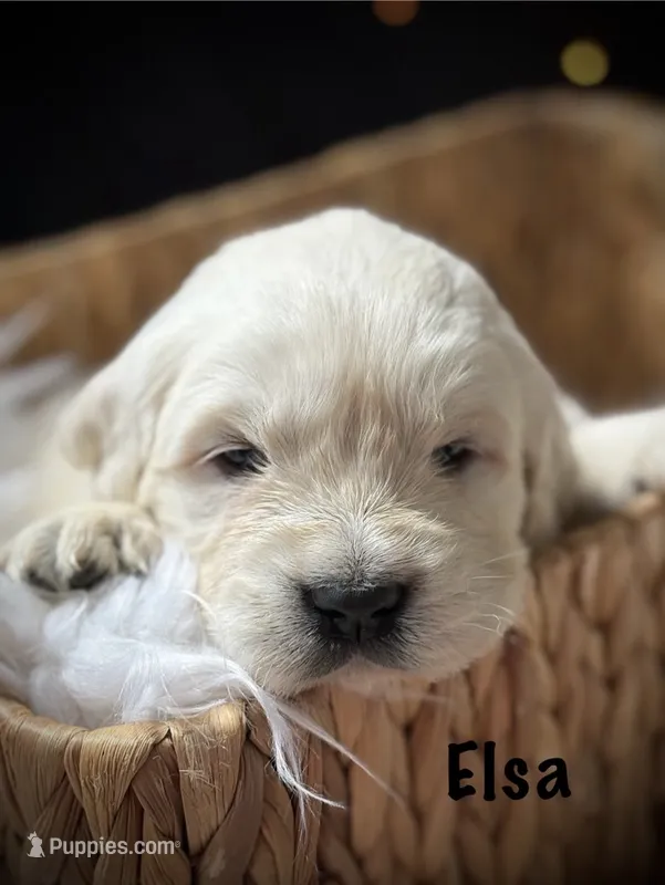 Elsa – English Cream Golden Retriever puppy for sale in Franklin, KY