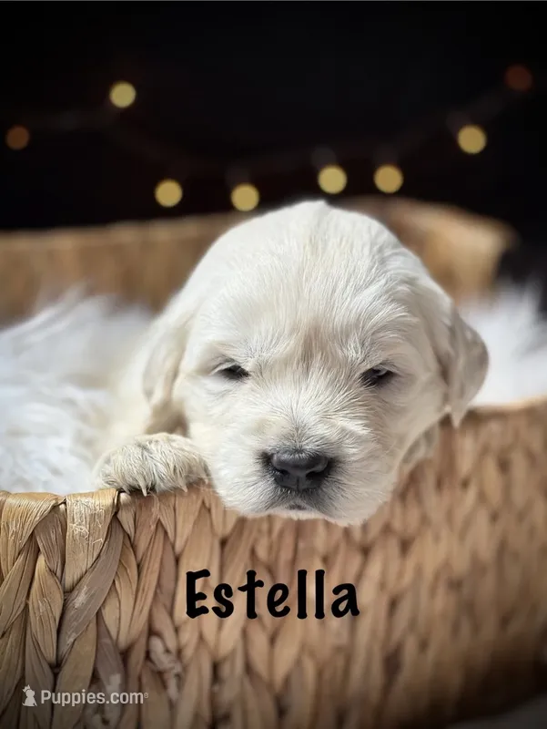 Estella – English Cream Golden Retriever puppy for sale in Franklin, KY