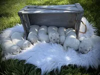 Astor, a male English Cream Golden Retriever for sale in Franklin, KY – Photo 2 of 4