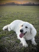 Astor, a male English Cream Golden Retriever for sale in Franklin, KY – Photo 3 of 4
