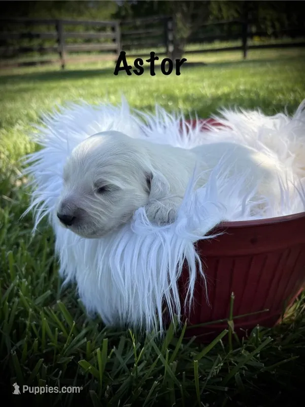 Astor – English Cream Golden Retriever puppy for sale in Franklin, KY