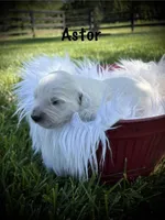 Astor, a male English Cream Golden Retriever for sale in Franklin, KY – Photo 1 of 4