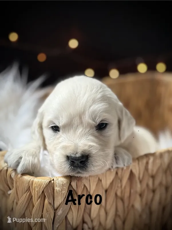 Arco – English Cream Golden Retriever puppy for sale in Franklin, KY