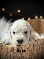 Arco, a male English Cream Golden Retriever for sale in Franklin, KY – 2 of 6