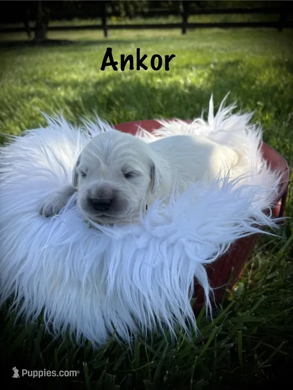 Ankor – English Cream Golden Retriever puppy for sale in Franklin, KY