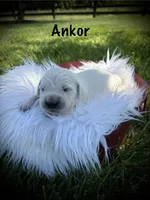 Ankor, a male English Cream Golden Retriever for sale in Franklin, KY – Photo 1 of 4