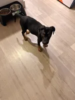 Onyx, a female Doberman Pinscher and Rottweiler for sale in Richardson, TX – 6 of 6