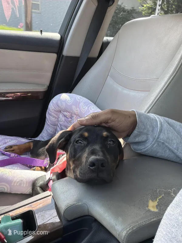 Onyx – Doberman Pinscher, Rottweiler puppy for sale in Richardson, TX