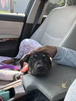Onyx, a female Doberman Pinscher and Rottweiler for sale in Richardson, TX – 1 of 6