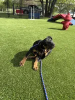 Onyx, a female Doberman Pinscher and Rottweiler for sale in Richardson, TX – 5 of 6