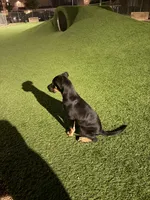 Onyx, a female Doberman Pinscher and Rottweiler for sale in Richardson, TX – 4 of 6