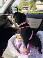 Onyx, a female Doberman Pinscher and Rottweiler for sale in Richardson, TX – 3 of 6