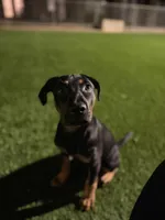 Onyx, a female Doberman Pinscher and Rottweiler for sale in Richardson, TX – 2 of 6
