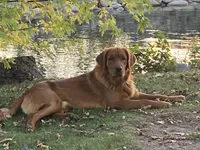 susie, a female Golden Retriever for sale in Winter, WI – 3 of 3