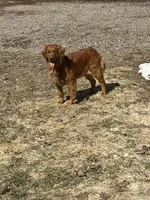 susie, a female Golden Retriever for sale in Winter, WI – 2 of 3