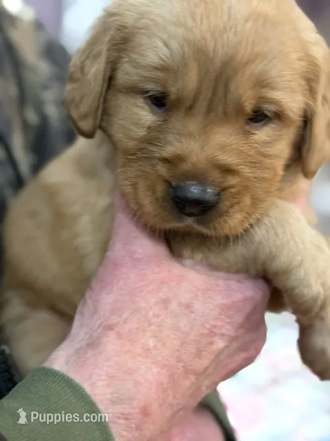 susie, a female Golden Retriever for sale in Winter, WI – 1 of 3