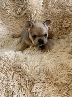 Red Blue Fawn, a female French Bulldog for sale in Wauseon, OH – Photo 4 of 6