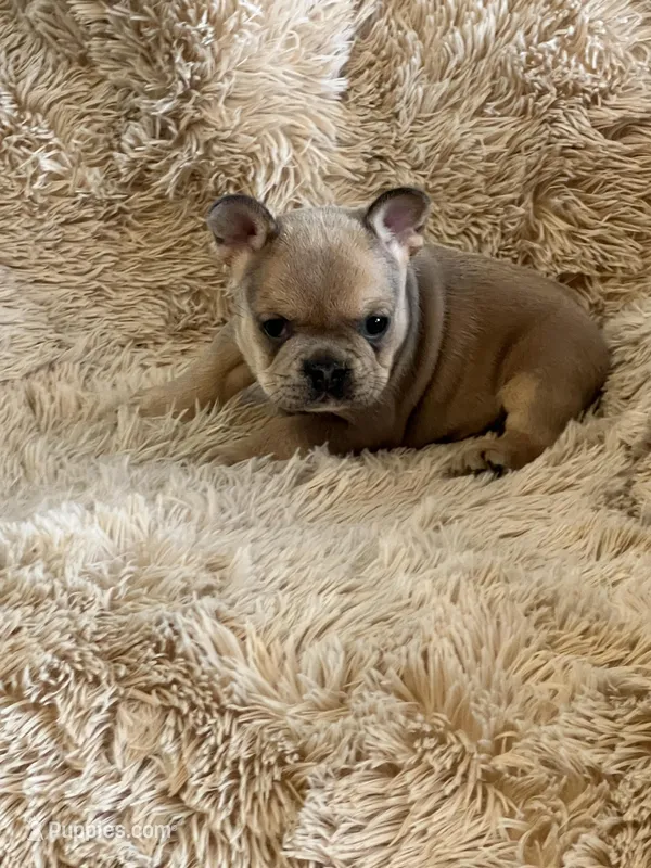 Red Blue Fawn – French Bulldog puppy for sale in Wauseon, OH