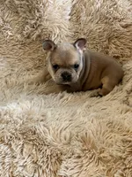 Red Blue Fawn, a female French Bulldog for sale in Wauseon, OH – Photo 1 of 6