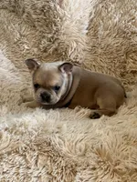 Red Blue Fawn, a female French Bulldog for sale in Wauseon, OH – Photo 2 of 6