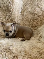 Red Blue Fawn, a female French Bulldog for sale in Wauseon, OH – Photo 6 of 6