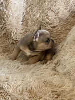 Red Blue Fawn, a female French Bulldog for sale in Wauseon, OH – Photo 5 of 6