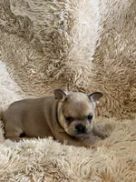 Red Blue Fawn, a female French Bulldog for sale in Wauseon, OH – Photo 3 of 6