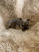 Blue Fawn, a male French Bulldog for sale in Wauseon, OH – Photo 5 of 6