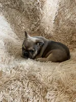 Blue Fawn, a male French Bulldog for sale in Wauseon, OH – Photo 2 of 6