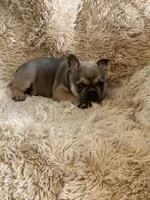 Blue Fawn, a male French Bulldog for sale in Wauseon, OH – Photo 1 of 6