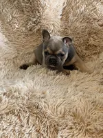 Blue Fawn, a male French Bulldog for sale in Wauseon, OH – Photo 4 of 6
