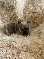 Blue Fawn, a male French Bulldog for sale in Wauseon, OH – Photo 6 of 6