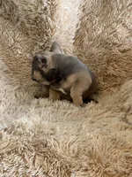 Blue Fawn, a male French Bulldog for sale in Wauseon, OH – Photo 3 of 6