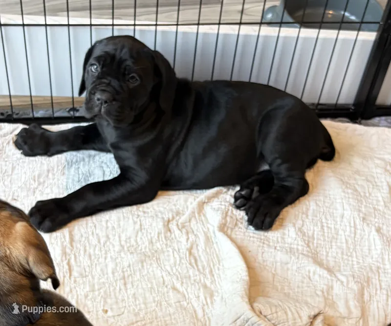 Gnocchi – Cane Corso puppy for sale in Stockton, KS