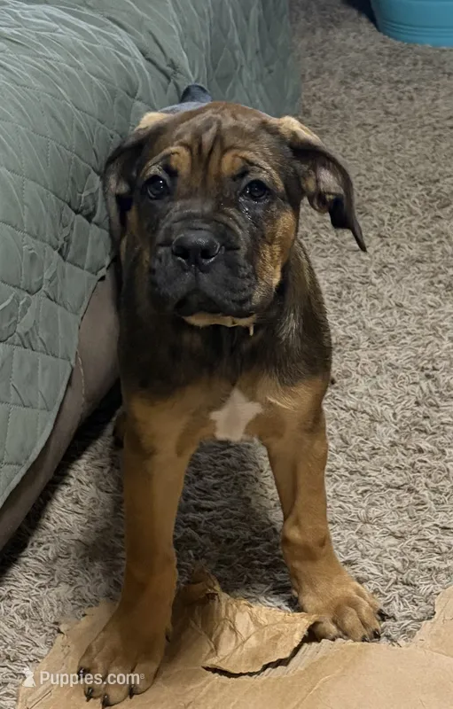 Ravioli – Cane Corso puppy for sale in Stockton, KS