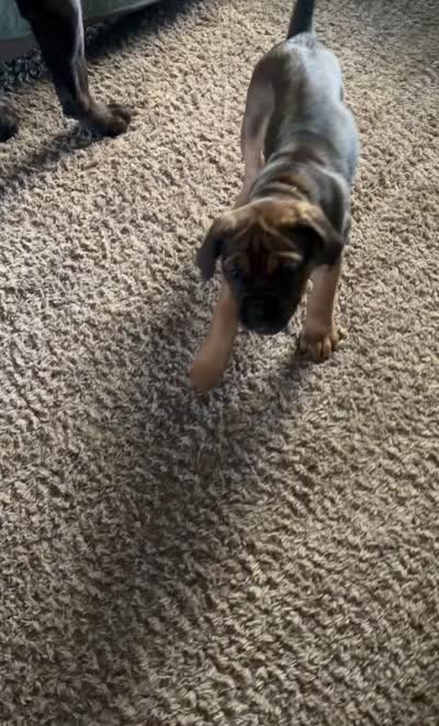 Ravioli, a female Cane Corso for sale in Stockton, KS – 4 of 5