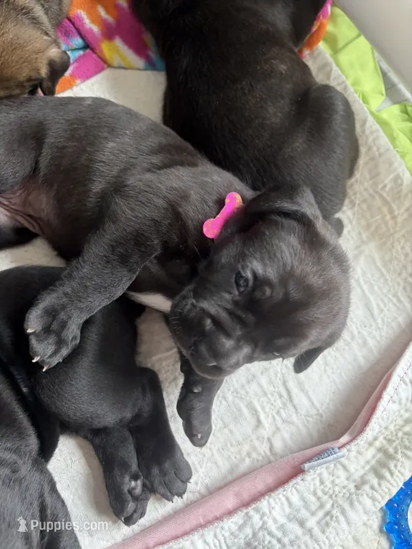 Pesto – Cane Corso puppy for sale in Stockton, KS