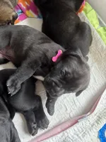 Pesto, a female Cane Corso for sale in Stockton, KS – 1 of 4