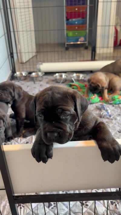 Rigatoni, a male Cane Corso for sale in Stockton, KS – 4 of 4