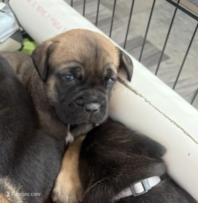 Cannoli – Cane Corso puppy for sale in Stockton, KS