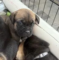 Cannoli, a male Cane Corso for sale in Stockton, KS – 1 of 4