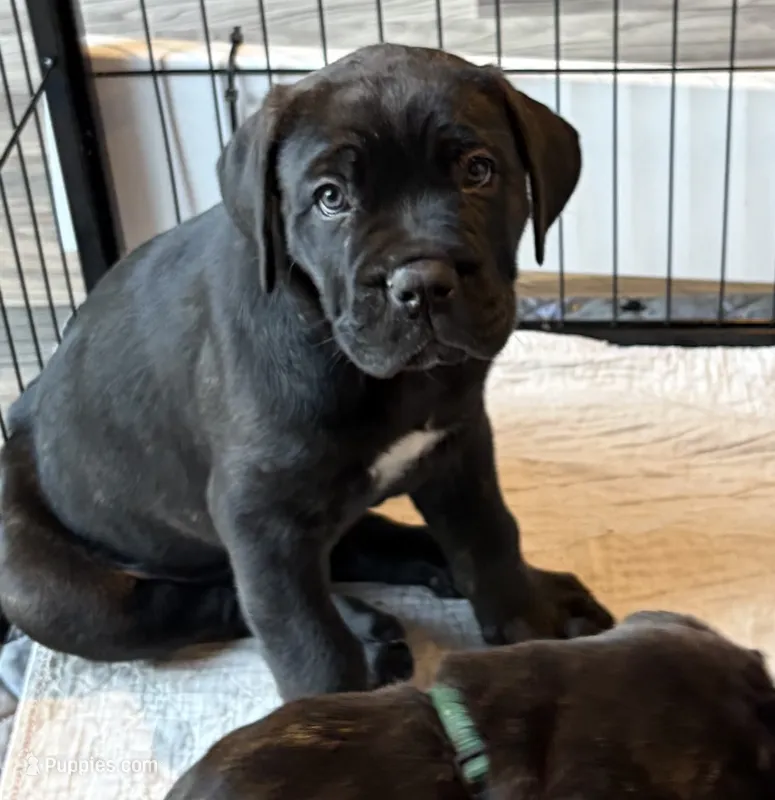 Rigatoni – Cane Corso puppy for sale in Stockton, KS