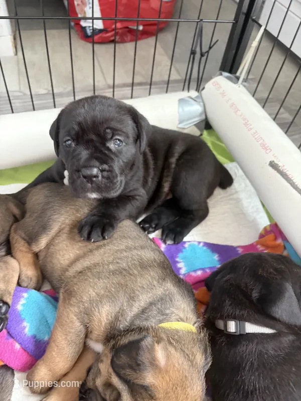 Rigatoni – Cane Corso puppy for sale in Stockton, KS