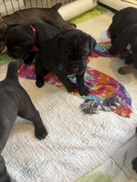 Gnocchi, a female Cane Corso for sale in Stockton, KS – 3 of 4