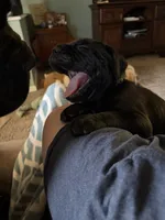 Gnocchi, a female Cane Corso for sale in Stockton, KS – 2 of 4