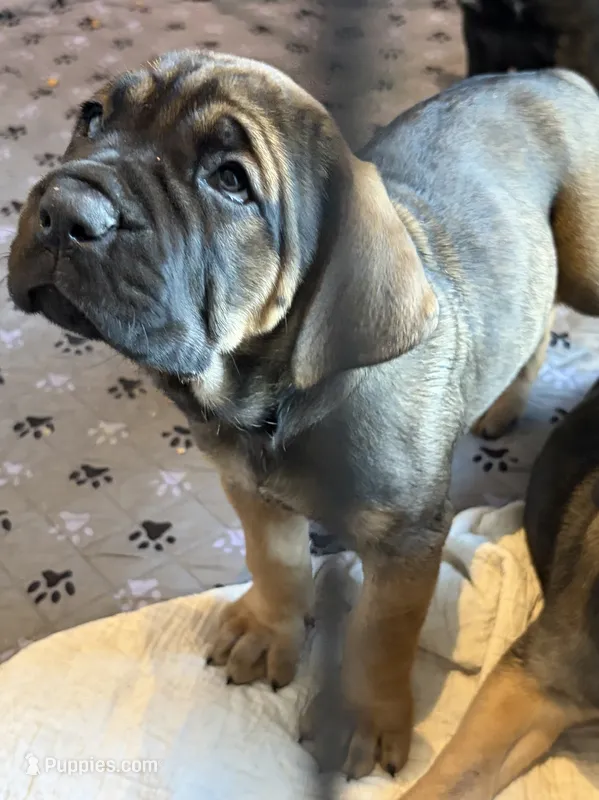 Gelato – Cane Corso puppy for sale in Stockton, KS