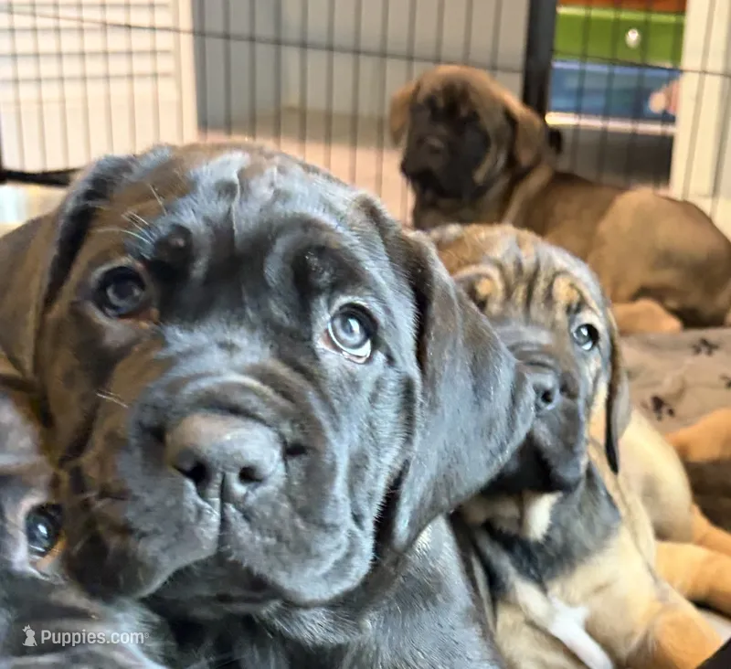 Nutella – Cane Corso puppy on hold in Stockton, KS