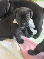 Biscotti, a female Cane Corso for sale in Stockton, KS – 1 of 4